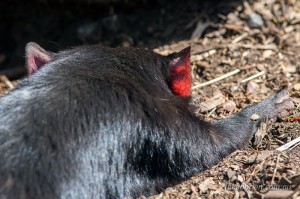 Tasmanian devil at Bonorong Wildlife Park