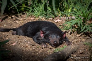 Tasmanian Devil Bonorong Wildlife Park 