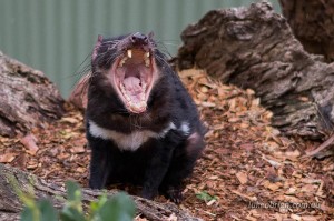 Tasmanian Devil Bonorong Wildlife Park Tasmania