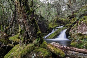 Tasmanian Rainforest Great Western Tiers