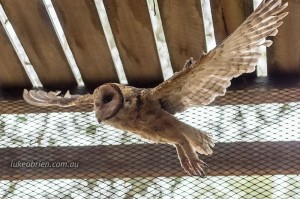 Tasmanian Raptors: Masked Owl in flight