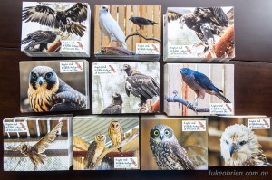 Tasmanian Raptor Postcards