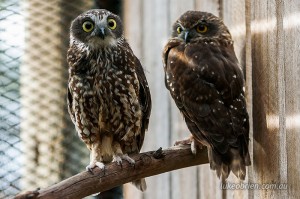 Tasmanian Raptors: Southern Boobook Owl