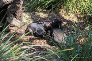 Tassie Devils fighting over food at Bonorong
