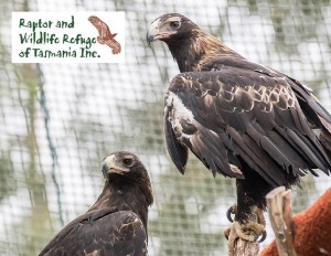 Tasmanian Raptor Refuge Postcards: Wedge Tailed Eagle (2100)