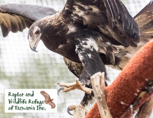 Tasmanian Raptor Refuge Postcards: Wedge Tailed Eagle (2107)