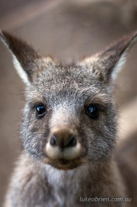 Wallaby Bonorong Tasmania