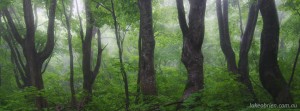 Nakajimadai recreation forest Akita