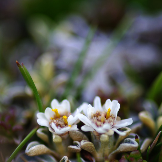 Cushion Plants in flower, Cradle Mountain