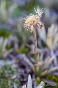 Tasmanian alpine plant, Mt Ossa