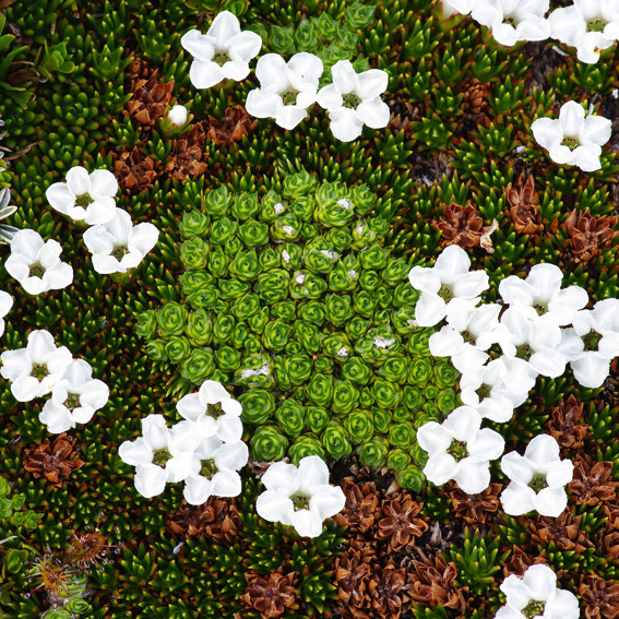 Cushion Plants in flower, Cradle Mountain