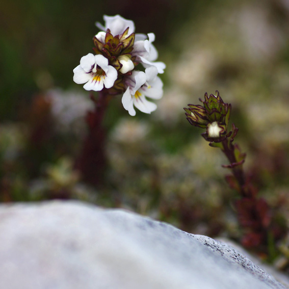 Eyebright, Tasmanian alpine flower