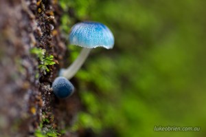 Blue fungi in Tasmania's Tarkine rainforest