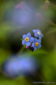 Bruny Island, Forget me not, macro photography
