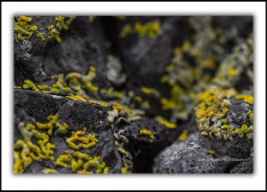 Bruny Island, lichen macro abstract photos Tasmania