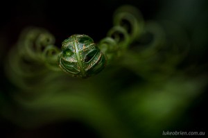 Bruny Island macro photography fern