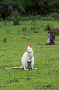 White Wallaby with joey, Bruny Island