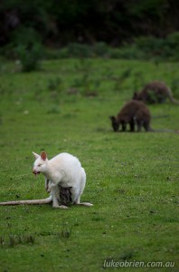 White wallaby, Bruny Island photography tour