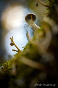 photographing fungi tasmania