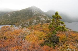 Fagus Tasmania - Autumn, Cradle Mountain