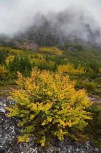 Fagus at Cradle Mountain, Autumn