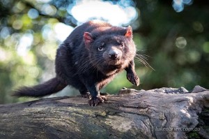 devils@cradle wildlife park tasmania
