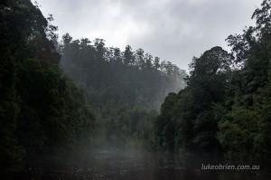 Tall eucalypts on a misty ridgeline above the Tarkine's Donaldson River