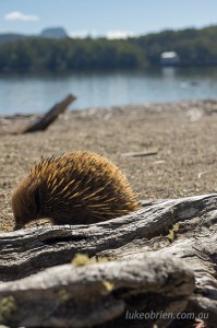 Echidna and Pumphouse Point Lake St Clair