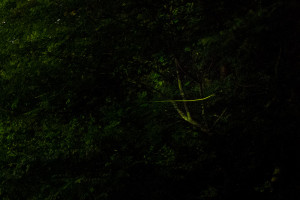 fireflies fukushima japan