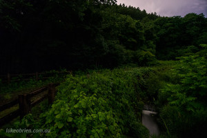 fireflies fukushima japan