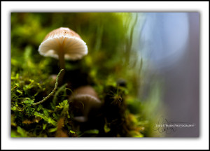 Fungi Cradle Mountain Tasmania