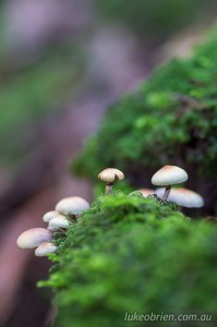 Fungi & Moss - Autumn in the Tarkine Tasmania