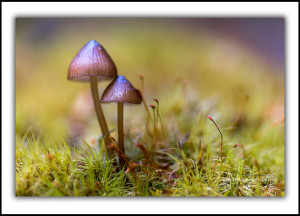 fungi tasmania fine art photography