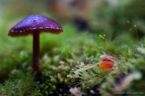 Brilliant purple mushroom, Mt Field