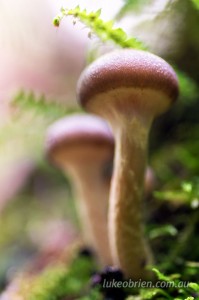 Fungi season 2016 