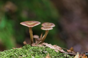 Fungi near St Columba Falls