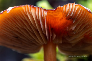 fungi tahune airwalk tasmania