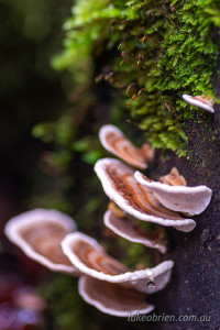 fungi tahune airwalk tasmania