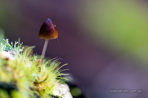 Fungi Tarkine Forest, Wandle River