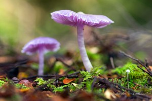 fungi tarkine forest wandle river