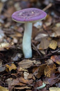 Fungi Tarkine Tasmania