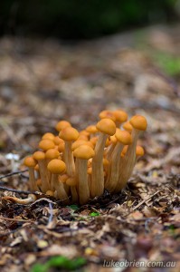 Fungi Tarkine Rainforest Tasmania