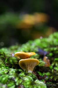 Fungi in Tasmania's Tarkine region.