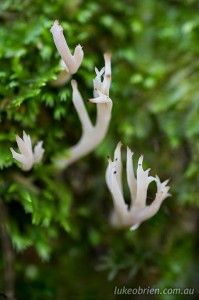 A type of coral fungi in the Tarkine Tasmania