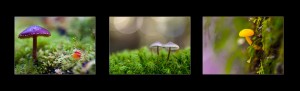 Tasmanian Landscape Photography: Macro fungi, Upper Florentine Valley