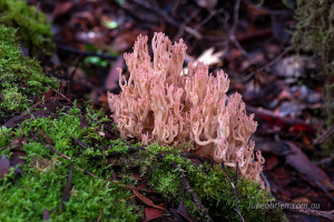 A type of coral fungi