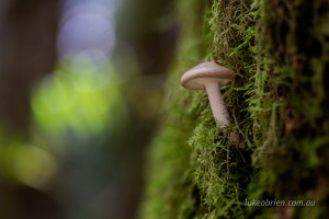 fungi and bokeh timbs track tasmania