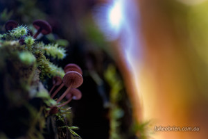 fungi timbs track tasmania