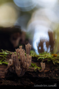 More fungi and bokeh. Another coral.