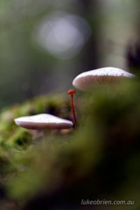 Fungi in the Upper FLorentine Forest, Tasmania